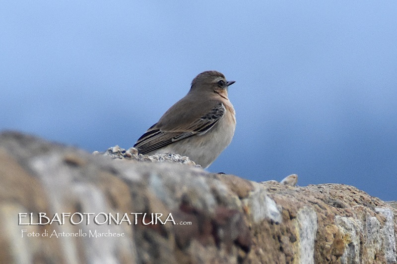 da identificare: Culbianco (Oenanthe oenanthe)